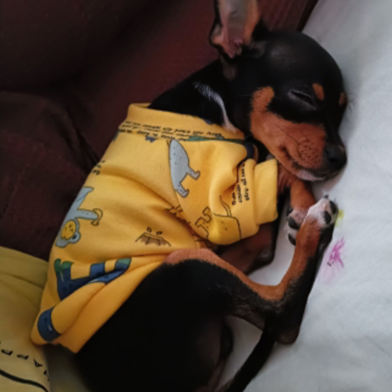 Xs Vestiti per cani per cani d - Winter Clothing For Toddlers recensione e prezzo